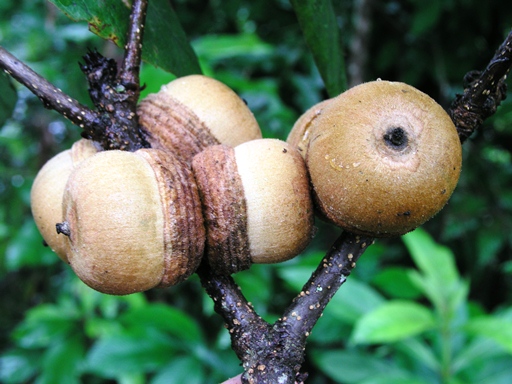 ก่อปลายจัก Quercus rex (Hemsl.) Schottky<br/>FAGACEAE